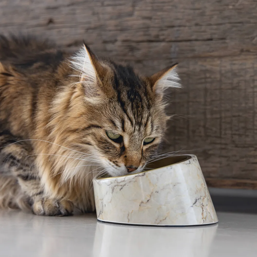 Designed by Lotte Kattenvoerbak Vita 160 Ml Beige