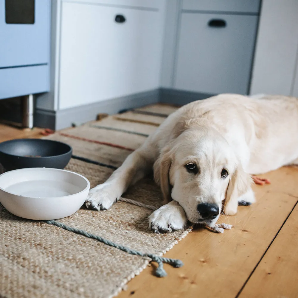 District 70 Bamboo Hond Voerbak - L - Merengue