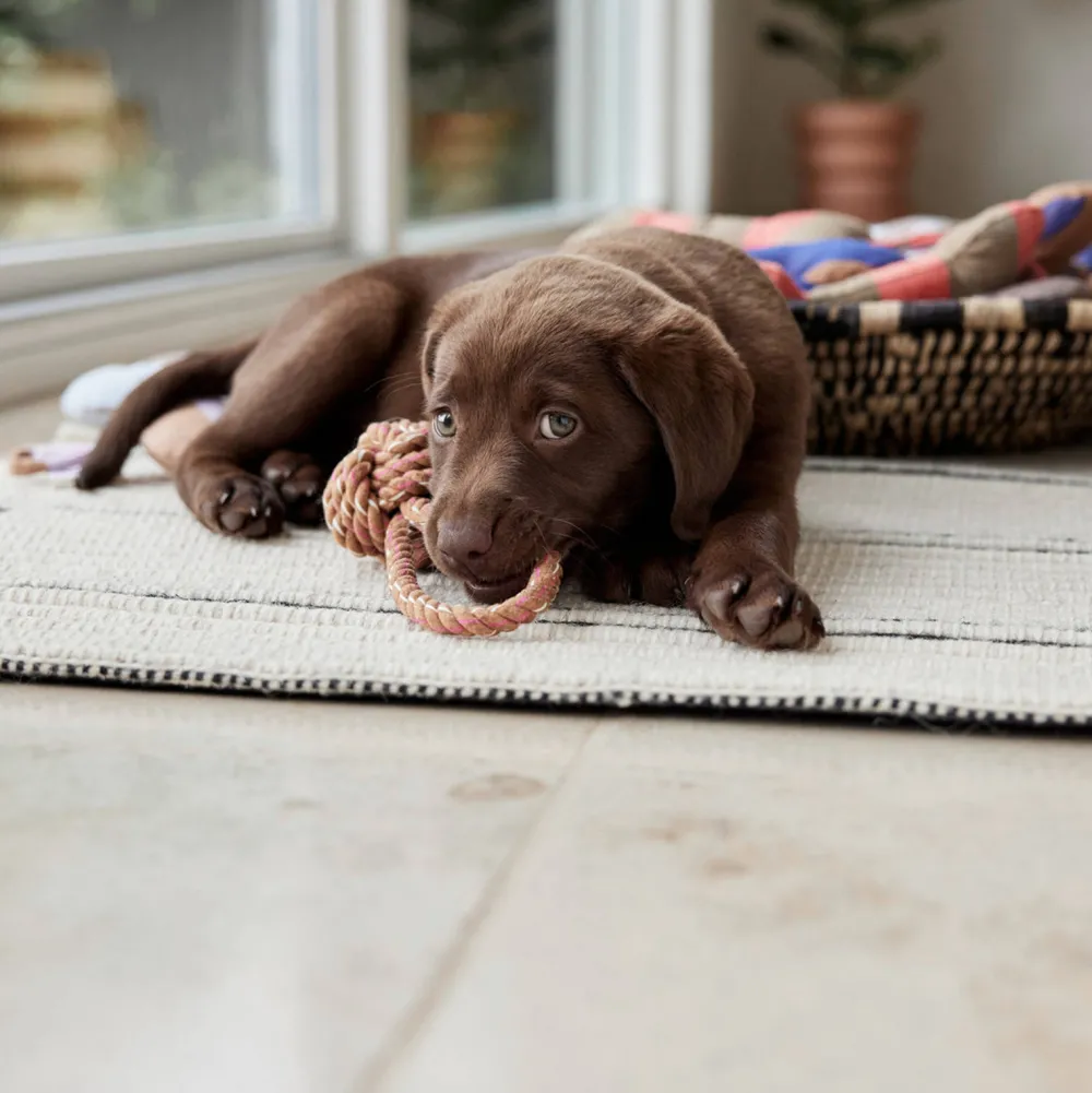 OYOY ZOO Hondenspeeltje Otto (22 Cm)