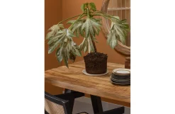 Discount Woood Eettafel Mango Tablo